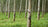 Bois d'hévéa
