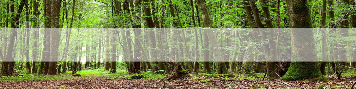 Bois labélisé