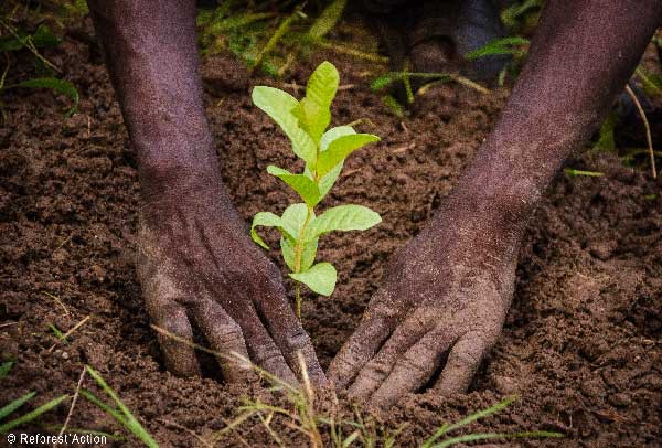 1 arbre planté avec Reforest'Action
