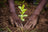 1 arbre planté avec Reforest'Action