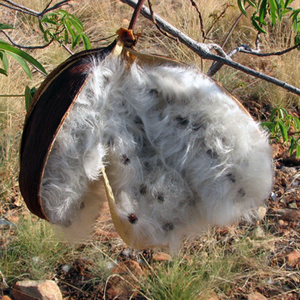 le kapok est récolté dans le fruit du kapokier à la main. Matériau prisé pour le rembourrage de coussins moelleux et naturels