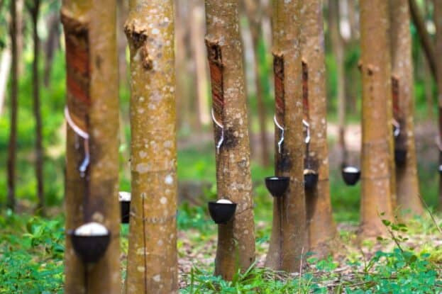 Récolte du lait d'hévéa à la base de la fabrication du latex naturel